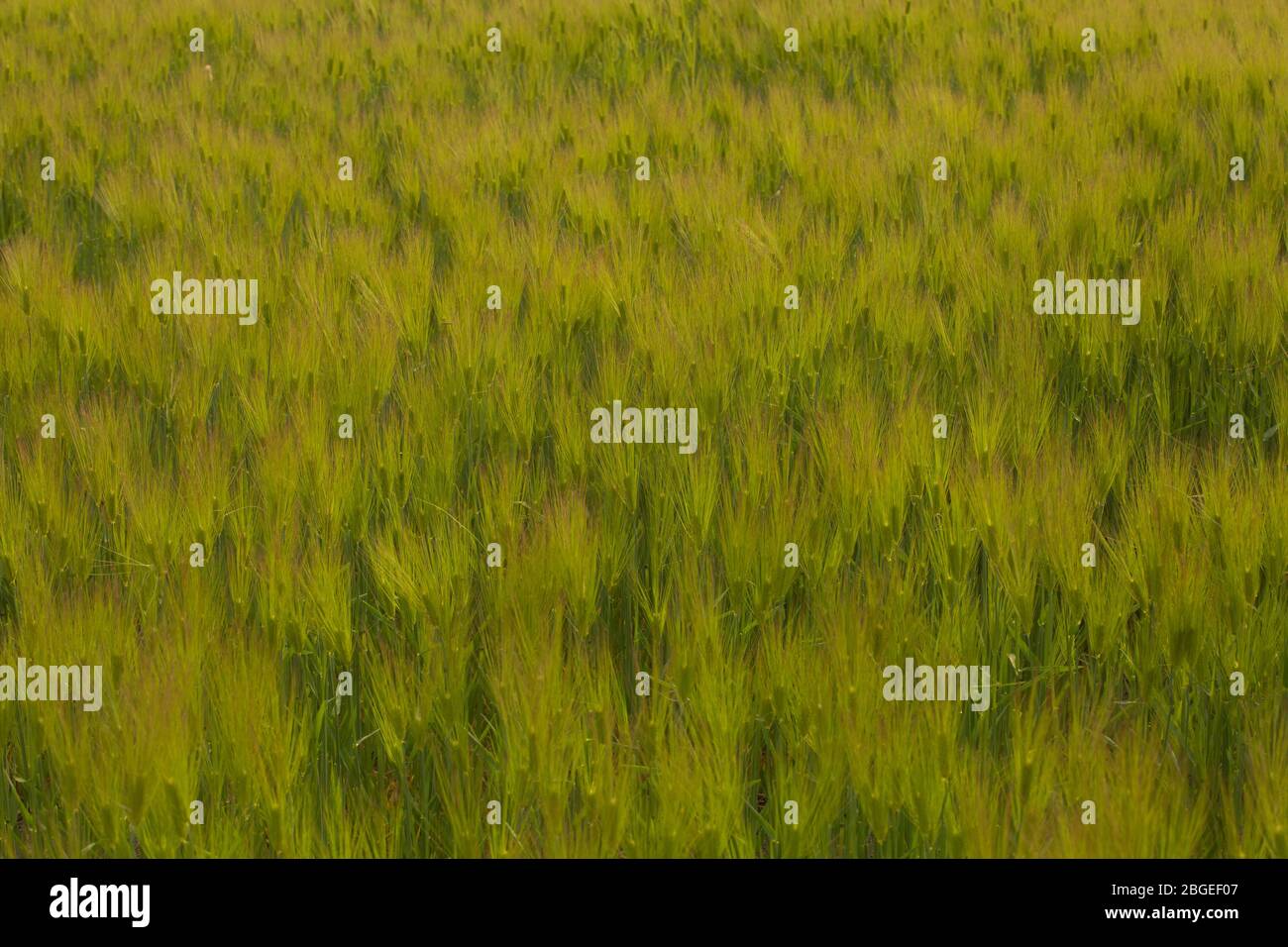green barley field with multi exposure Stock Photo