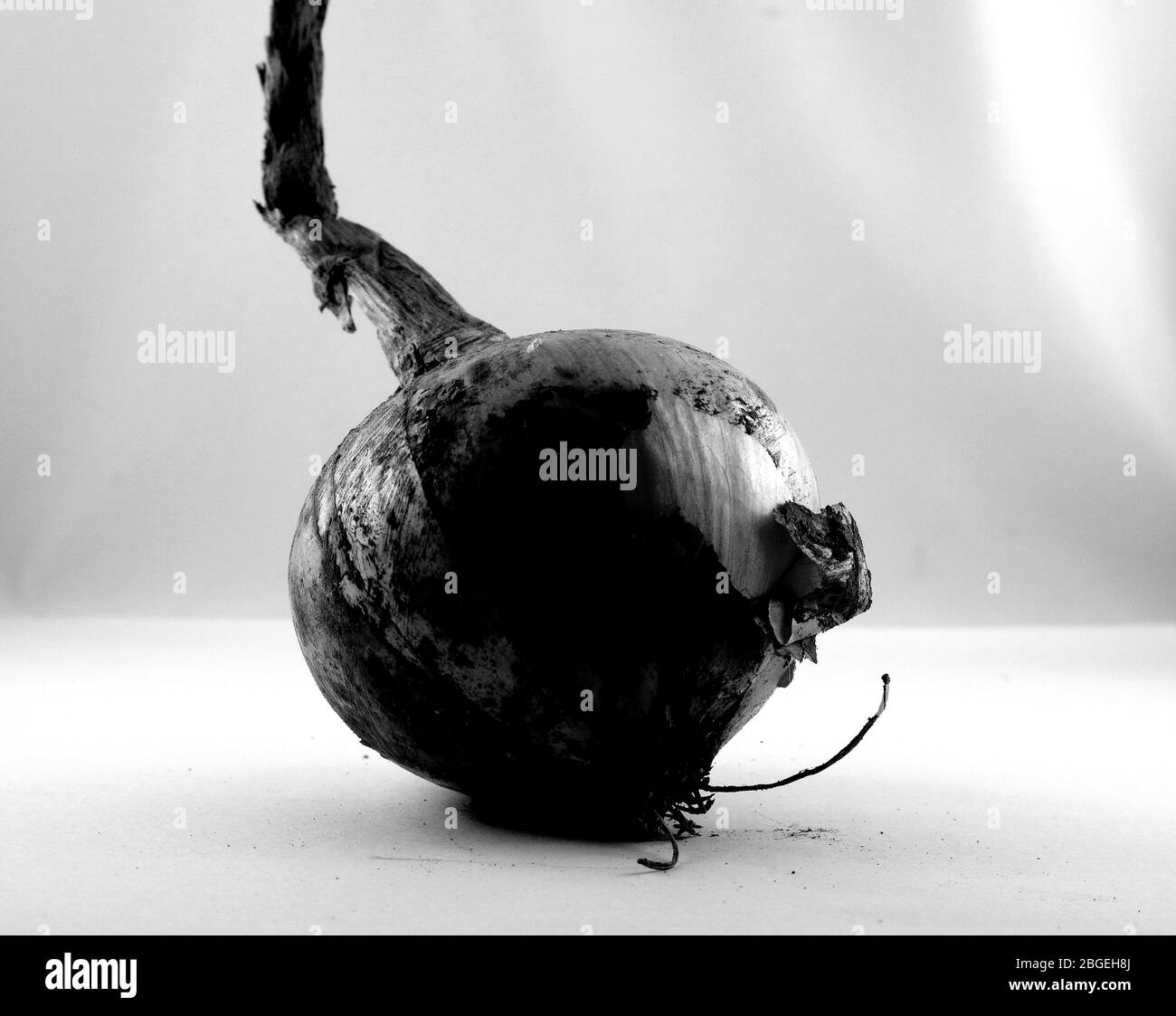 Dried onion sprouted on a white background. Stock Photo