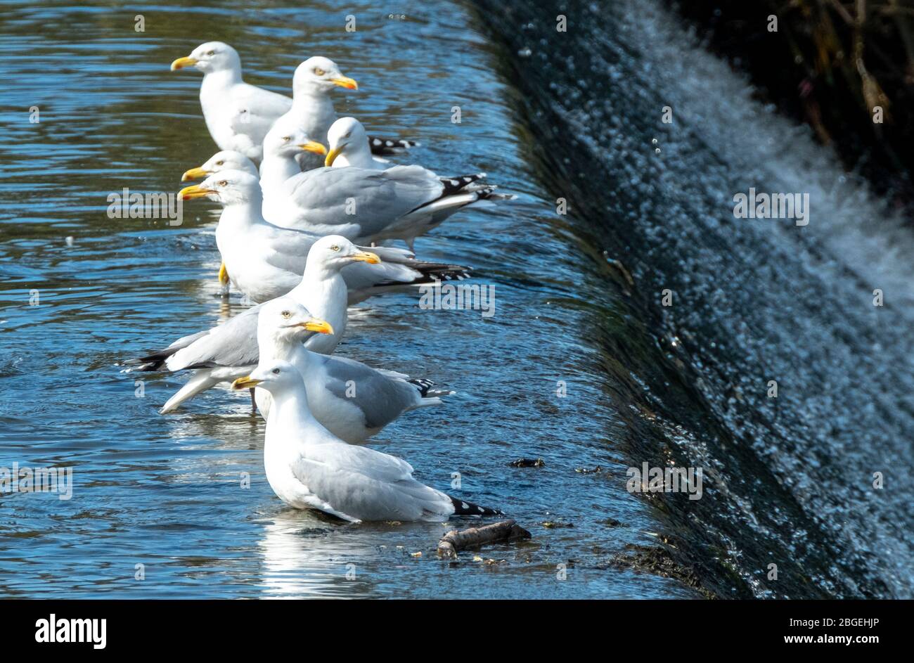 Flock of Herring Gulls on the river Almond, West Lothian, Scotland. Stock Photo