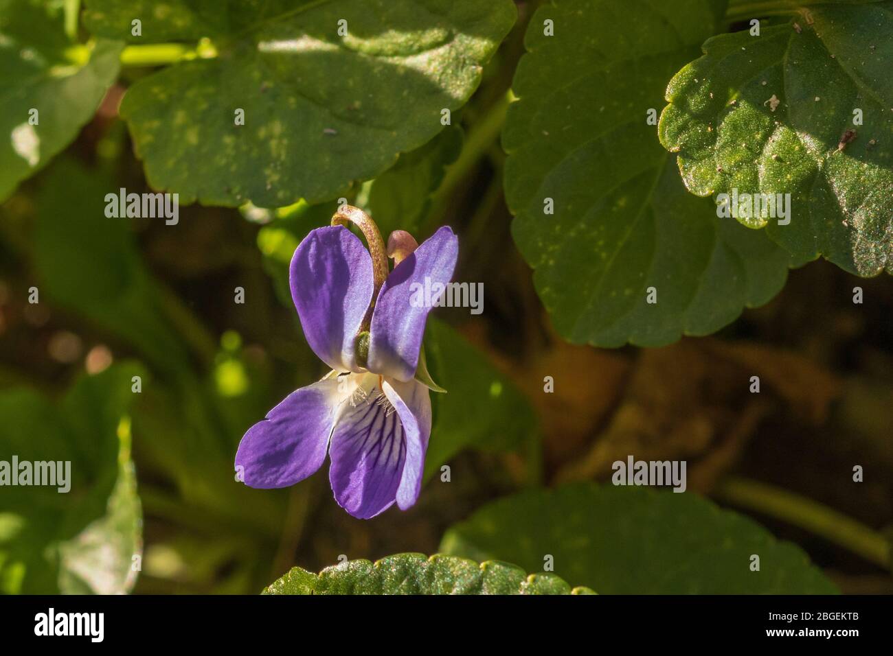 Viola Odorata, Wild Common Violet in Flower Stock Photo
