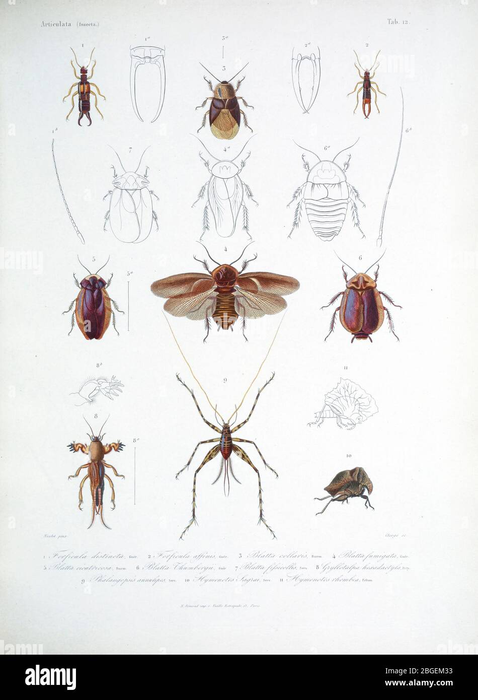 Insects of Cube 1838 From the book Histoire physique, politique et naturelle de l'ile de Cuba [Physical, political and natural history of the island of Cuba] by  Sagra, Ramón de la, 1798-1871; Orbigny, Alcide Dessalines d', 1802-1857 Publication date 1838 Publisher Paris : A. Bertrand Stock Photo