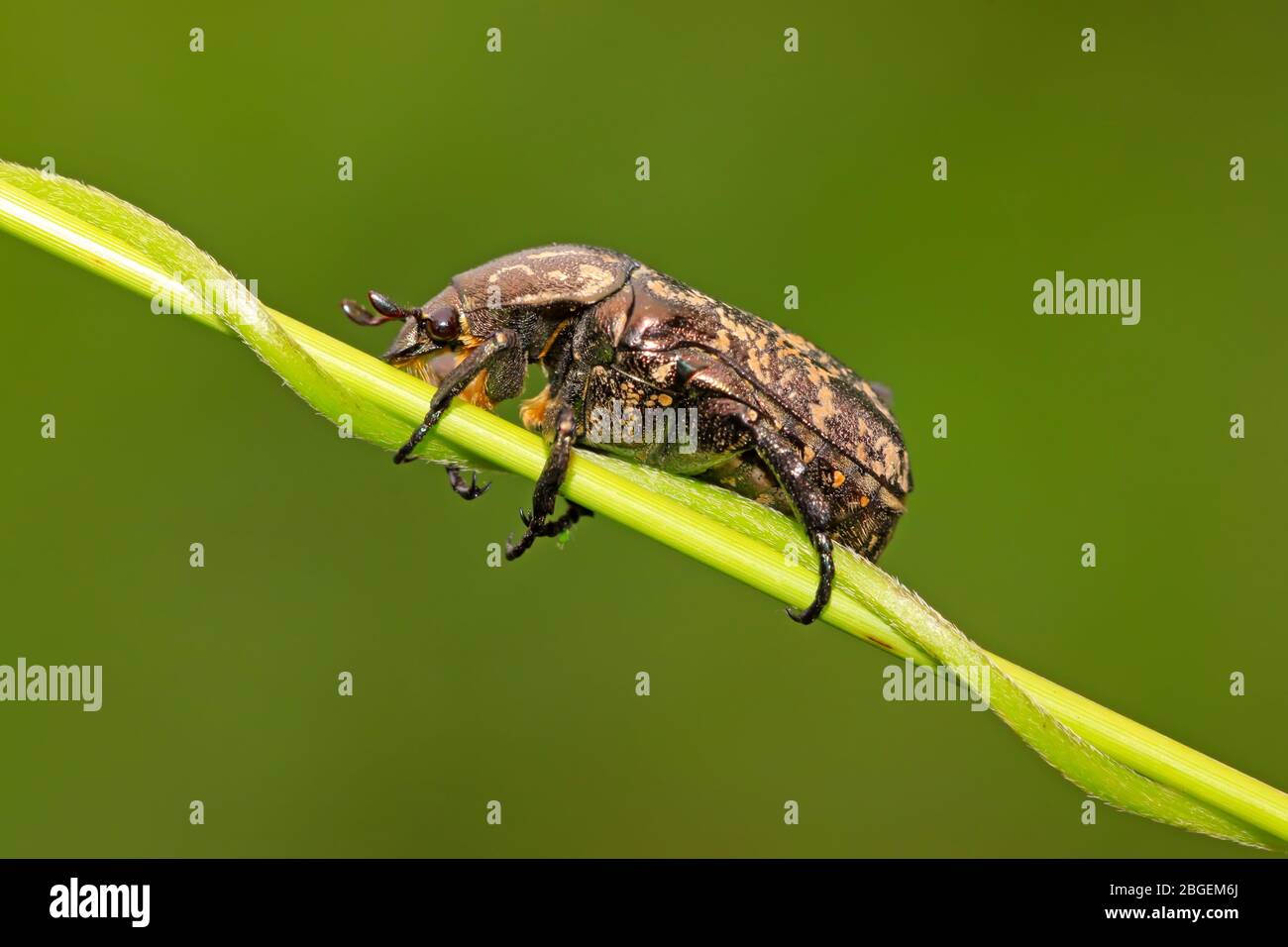 closeup of beetles on green background Stock Photo - Alamy