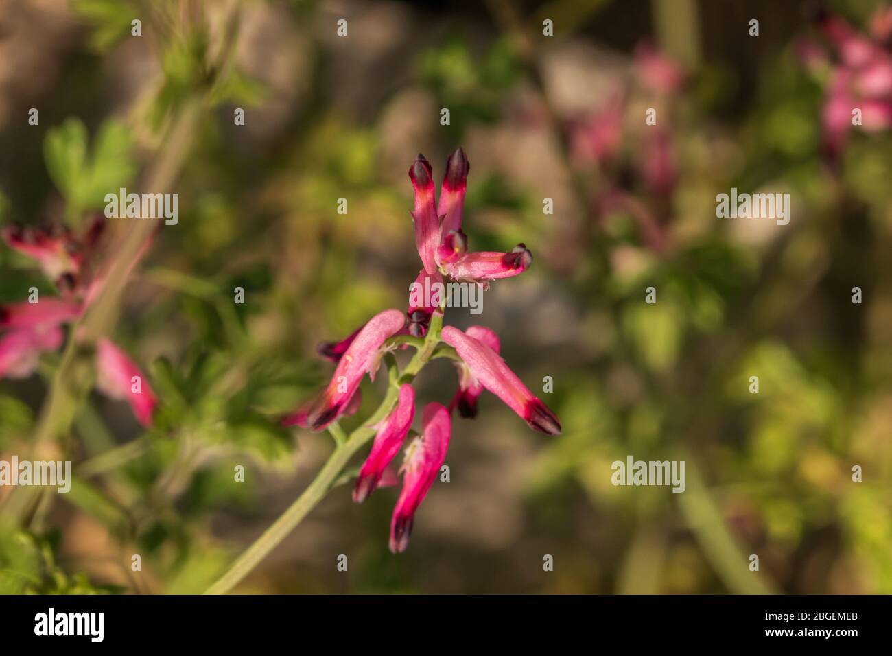 Fumaria sp. Fumitory Plant in Flower Stock Photo