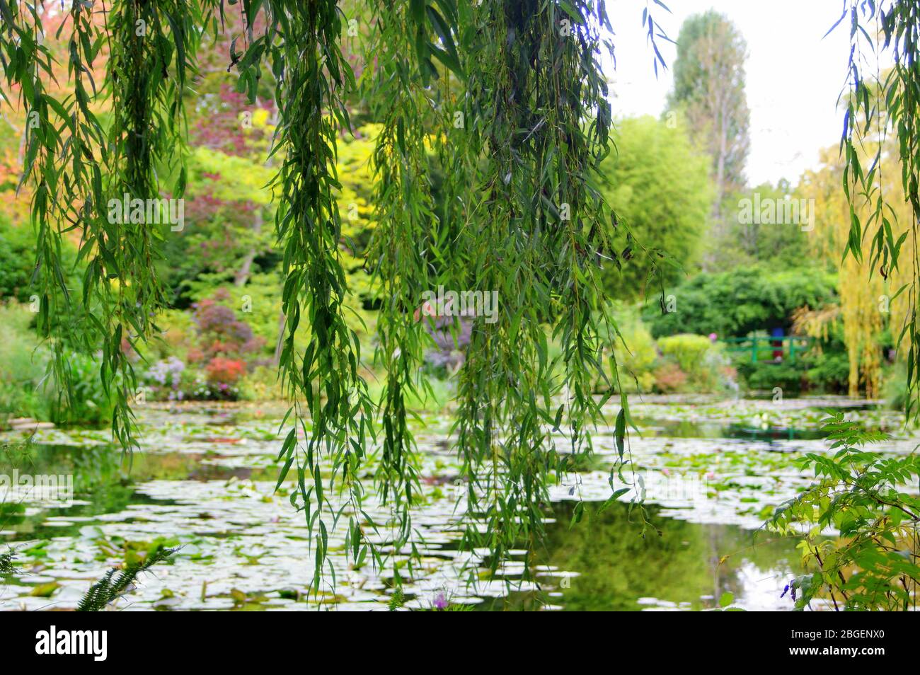 Beautiful designed garden fish pond with water-lily in a well cared backyard gardening background. Stock Photo