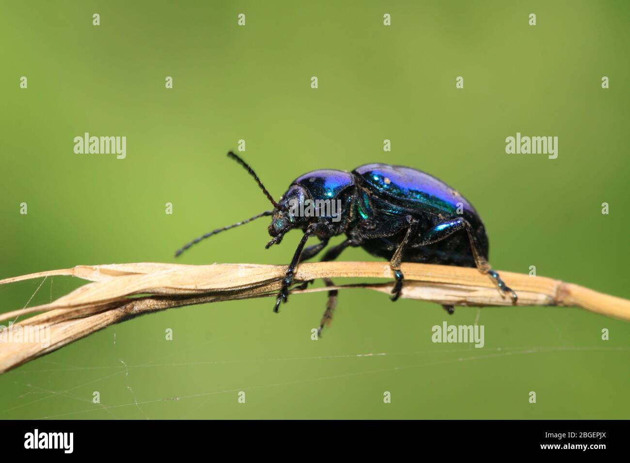 a kind of insects on a green leaf, taken photos in natural wild state ...