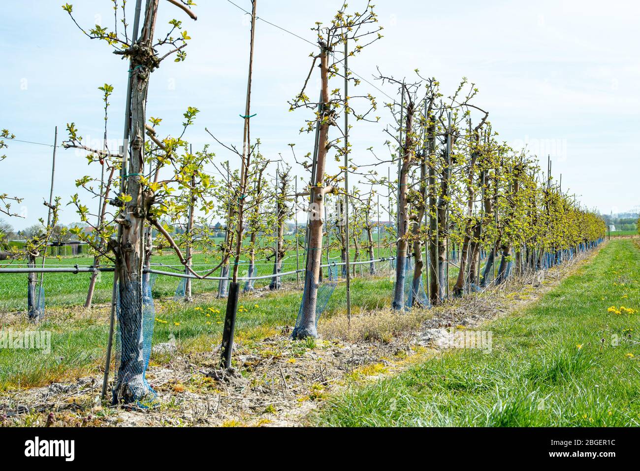Wurzen, Germany. 16th Apr, 2020. Variety Rubinette (Malus domestica). Now in spring many apple trees start to sprout again. Like here on the field of the company Obsthof Wurzen GmbH Credit: Nico Schimmelpfennig/dpa-Zentralbild/ZB/dpa/Alamy Live News Stock Photo