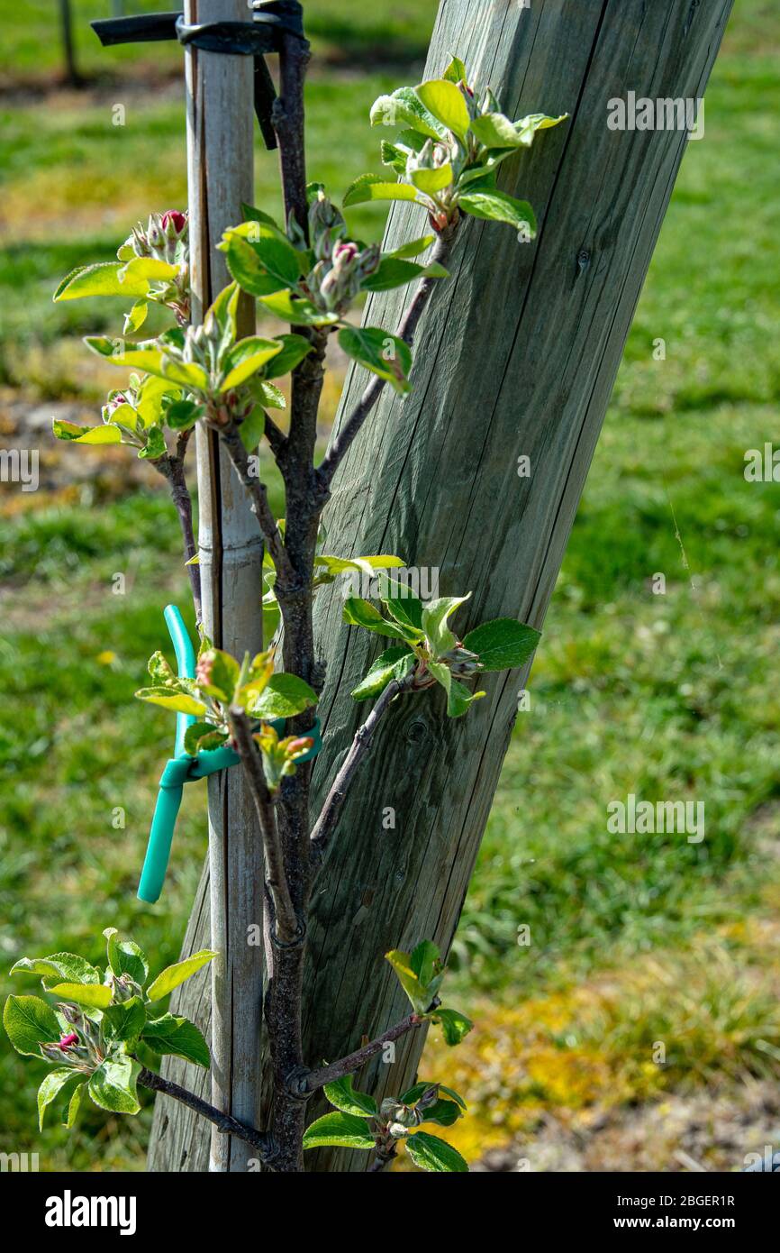 Wurzen, Germany. 16th Apr, 2020. Variety Rubinette (Malus domestica) Now in spring many apple trees start to grow again. Like here on the field of the company Obsthof Wurzen GmbH Credit: Nico Schimmelpfennig/dpa-Zentralbild/ZB/dpa/Alamy Live News Stock Photo