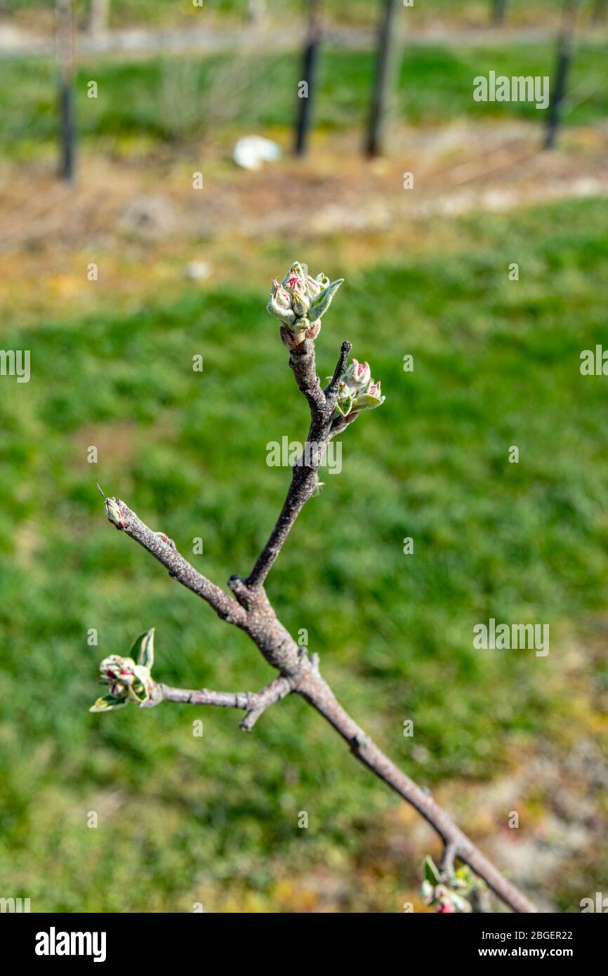 Wurzen, Germany. 16th Apr, 2020. Variety Rubinette (Malus domestica). Now in spring many apple trees start to sprout again. Like here on the field of the company Obsthof Wurzen GmbH Credit: Nico Schimmelpfennig/dpa-Zentralbild/ZB/dpa/Alamy Live News Stock Photo