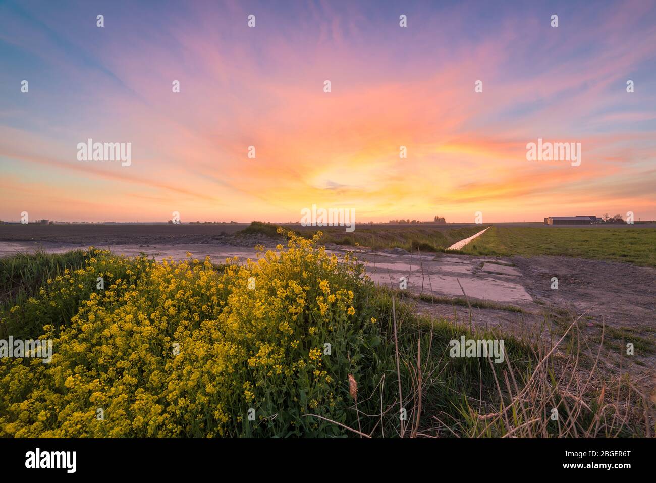 Sunrise over field of flowers hi-res stock photography and images - Alamy