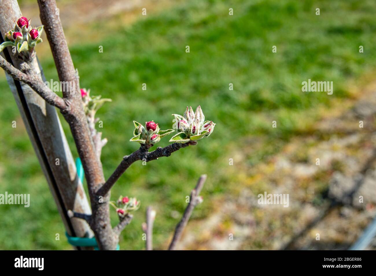 Wurzen, Germany. 16th Apr, 2020. Variety Rubinette (Malus domestica) . Now in spring many apple trees start to grow again. Like here on the field of the company Obsthof Wurzen GmbH Credit: Nico Schimmelpfennig/dpa-Zentralbild/ZB/dpa/Alamy Live News Stock Photo