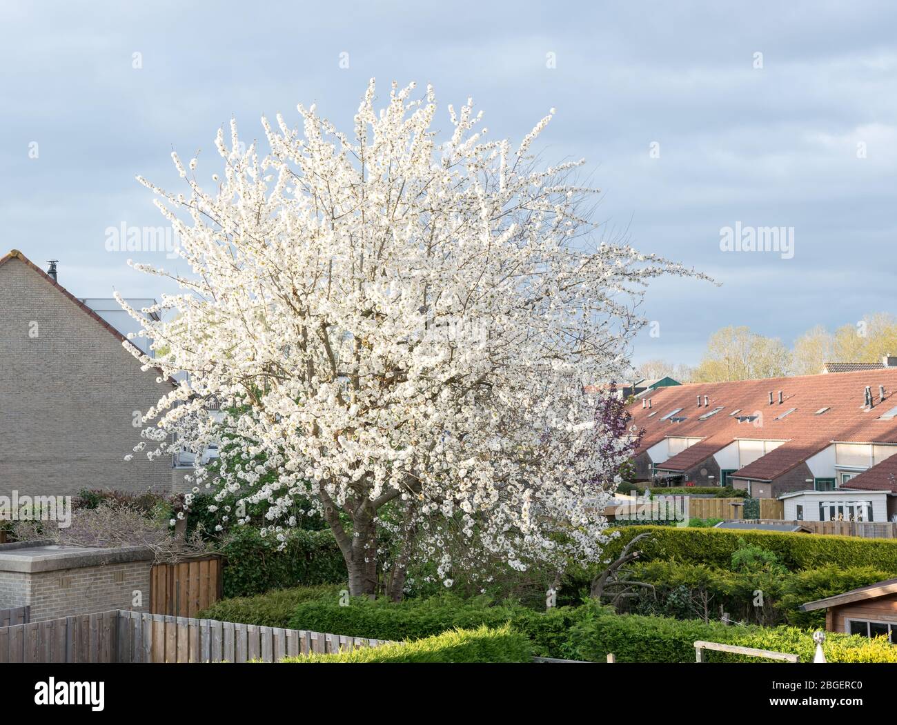 Cherry tree with white flowers in full bloom Stock Photo