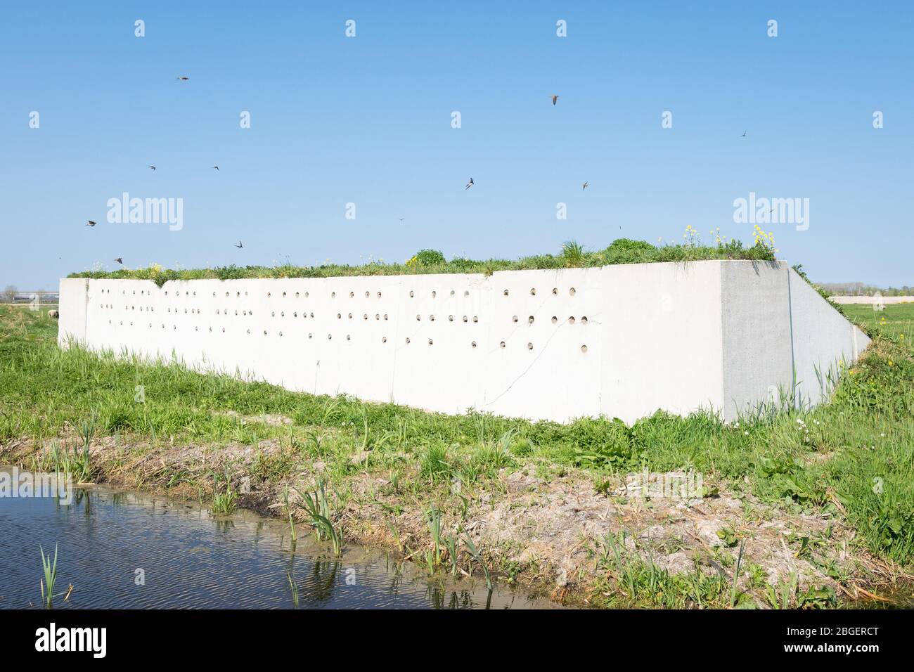 Man made wall with holes intended for nests of barn swallows in the dutch polder landscape Stock Photo