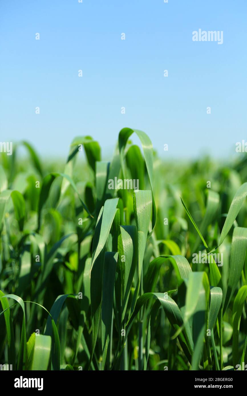 Beautiful green field with blue sky Stock Photo - Alamy