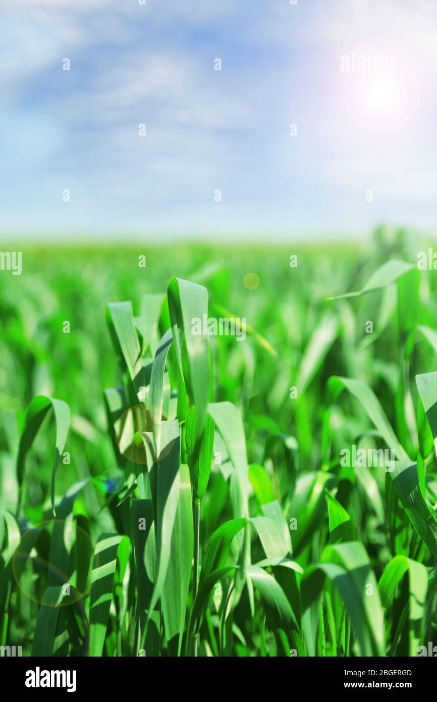 Beautiful green field with blue sky Stock Photo - Alamy
