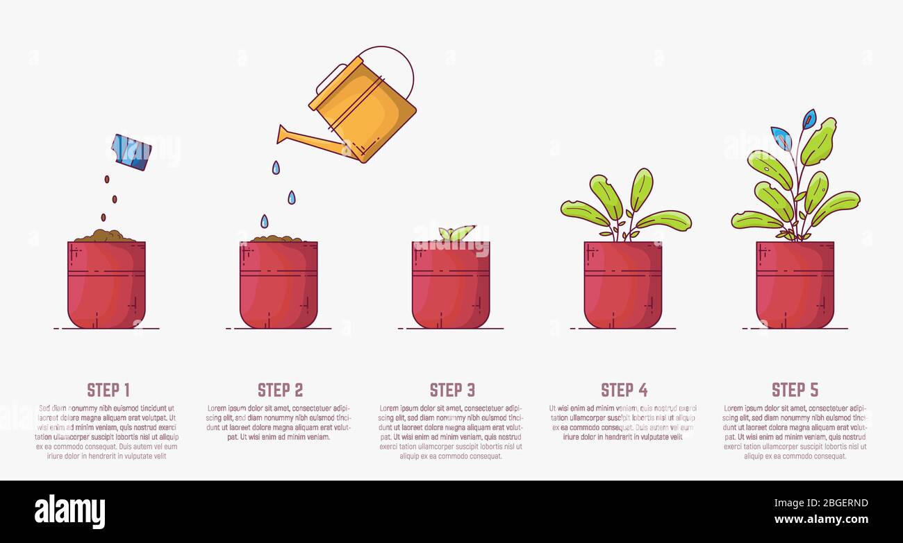 Growing plant stages. Seeds, watering can, sprout and grown plant. House plant in flowerpot. Line style flat illustration of house plant with leaves i Stock Vector