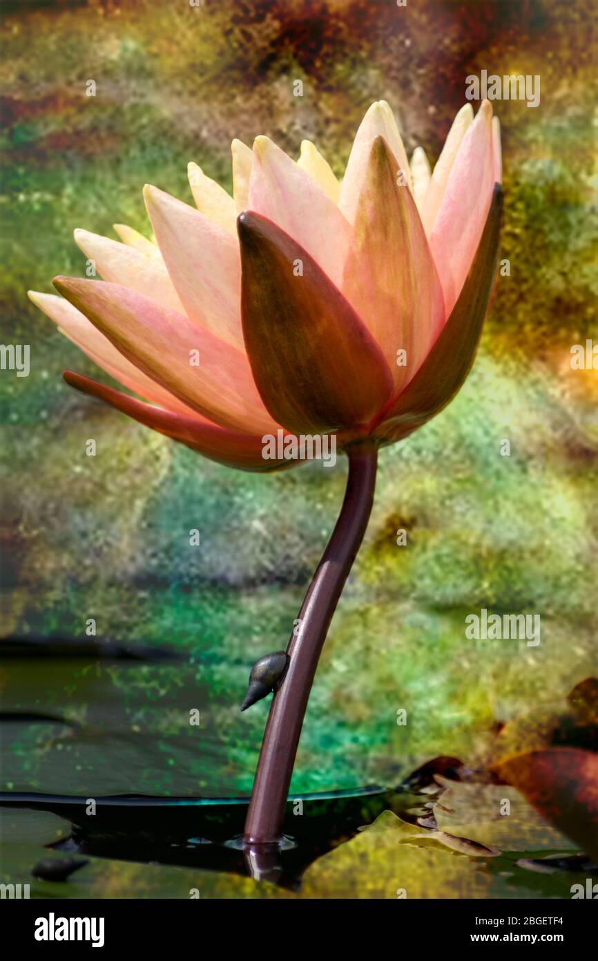 Study of peach coloured Water Lily with a snail on the stem Stock Photo