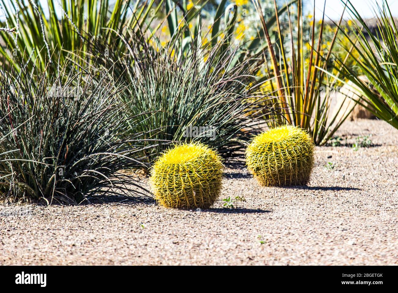 Two Small Barrel Cactus In Arizona Desert Stock Photo