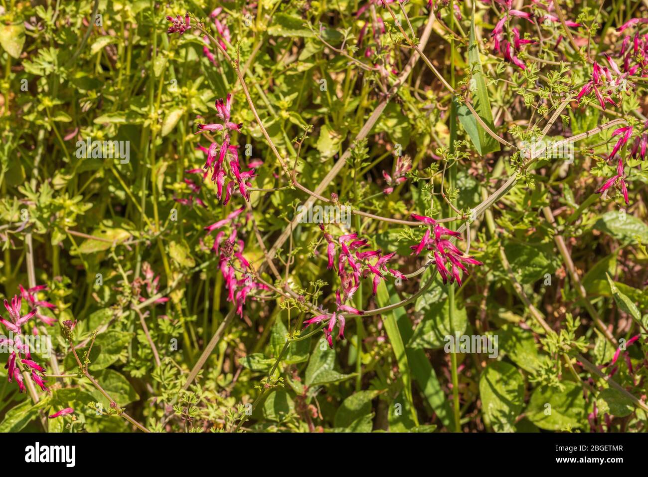 Fumaria sp. Fumitory Plant in Flower Stock Photo