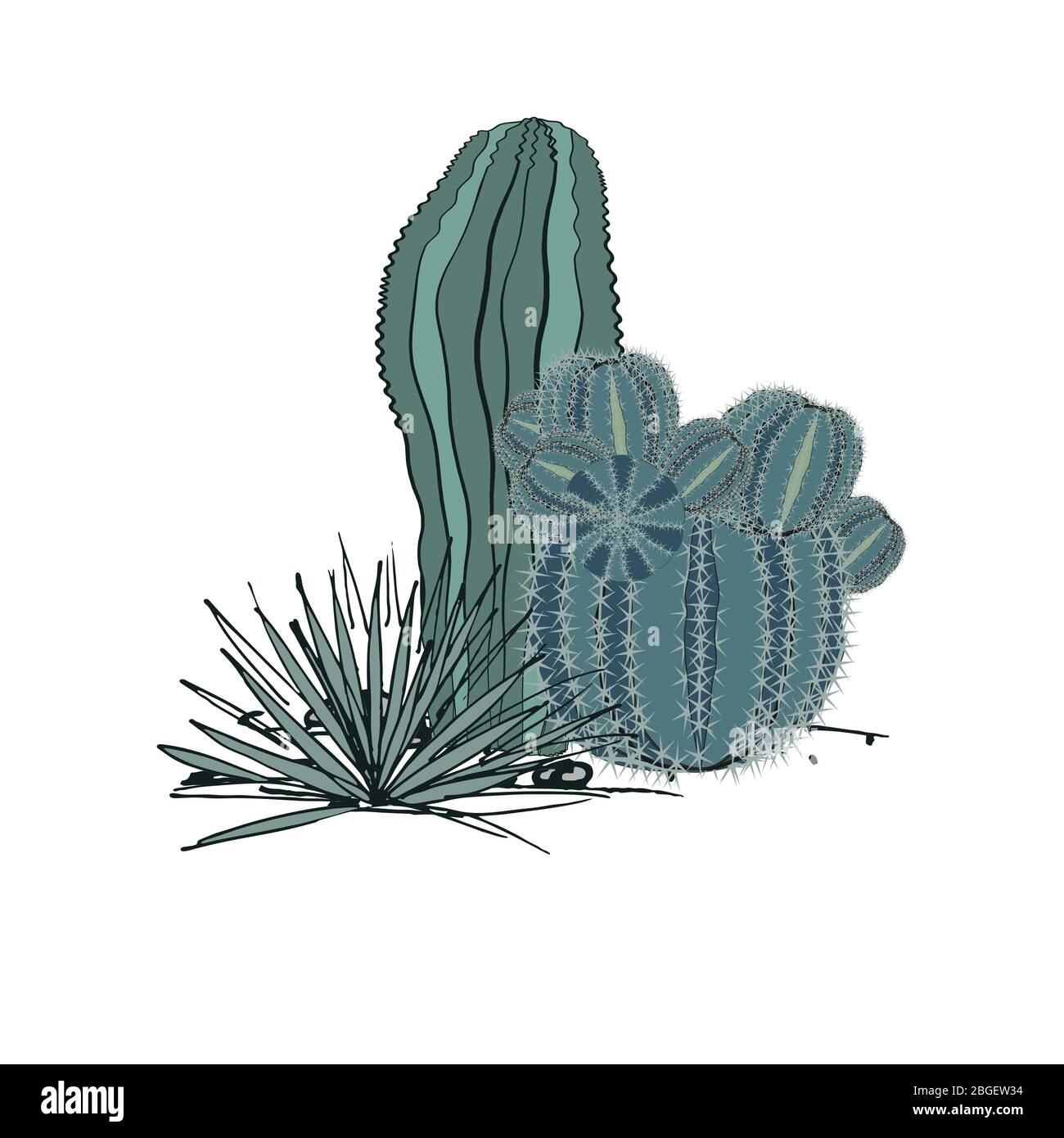Decorative composition composed of groups of cacti and agave. Vector illustration isolated on white background Stock Vector