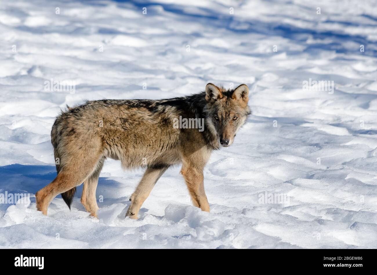 Young italian wolf (canis lupus italicus) in wildlife centre 'Uomini e lupi' of Entracque, Maritime Alps Park (Piedmont, Italy) Stock Photo