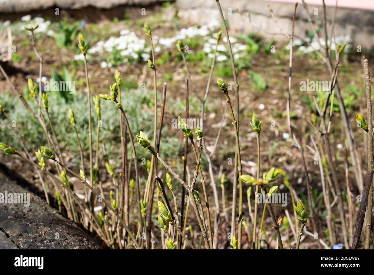 Green young buds on a tree branch Stock Photo - Alamy