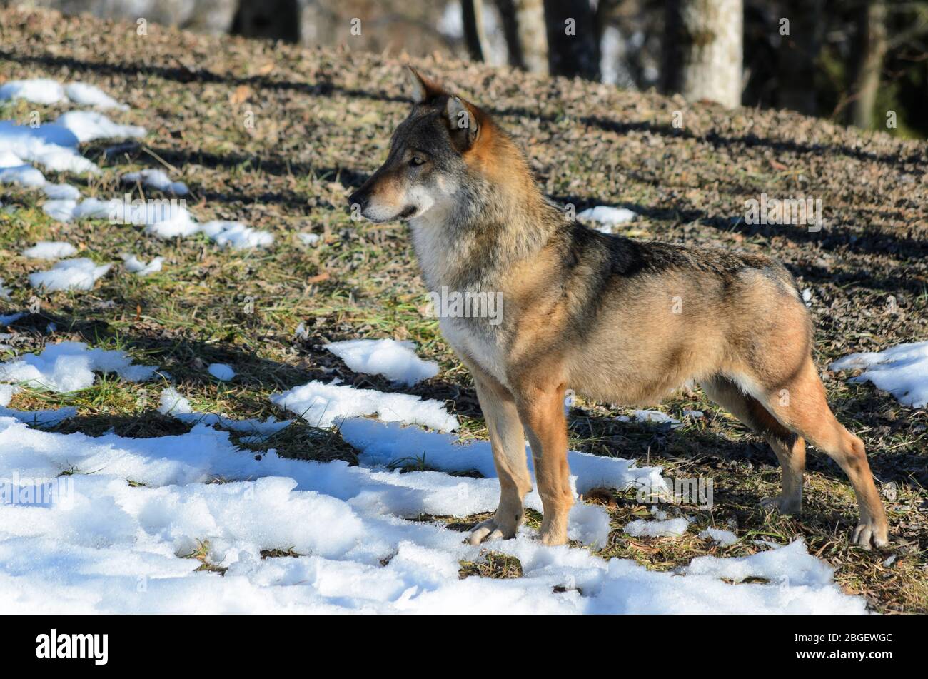 Male italian wolf (canis lupus italicus) in wildlife centre 'Uomini e lupi' of Entracque, Maritime Alps Park (Piedmont, Italy) Stock Photo