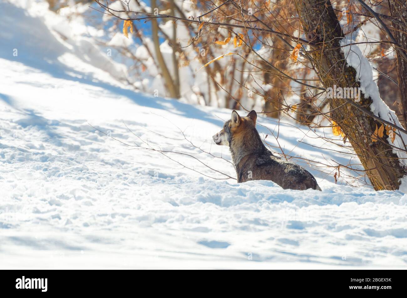 Young italian wolf (canis lupus italicus) in maritime alps natural park (Piedmont, Italy), walking in the snow Stock Photo