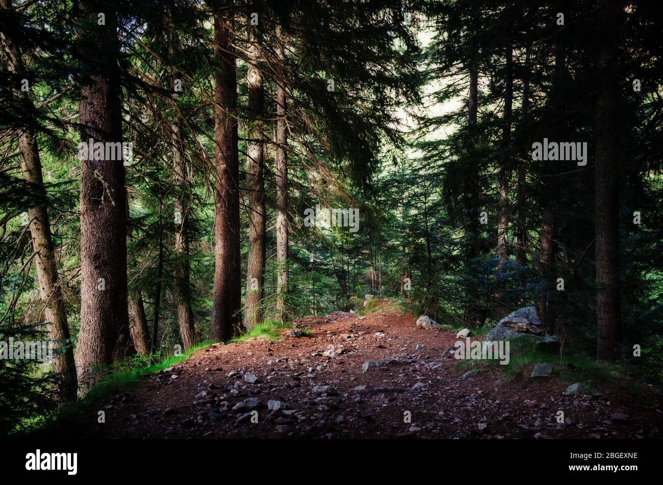 Passage through forest path hi-res stock photography and images - Alamy