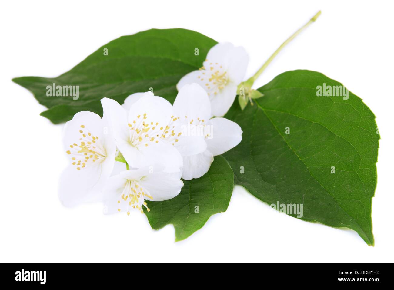 Beautiful jasmine flowers isolated on white Stock Photo - Alamy