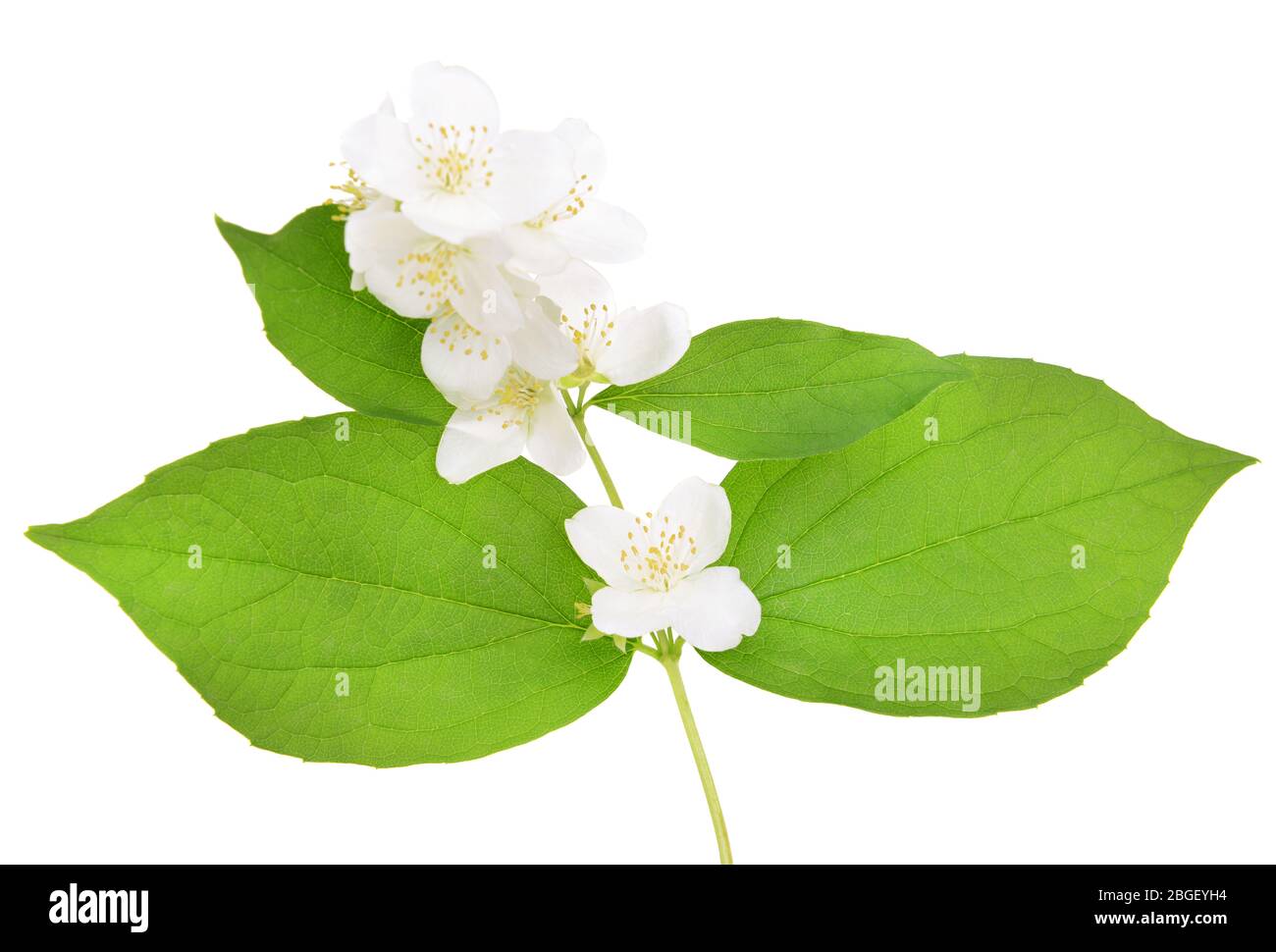 Beautiful jasmine flowers isolated on white Stock Photo - Alamy