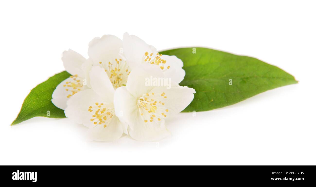 Beautiful jasmine flowers isolated on white Stock Photo - Alamy