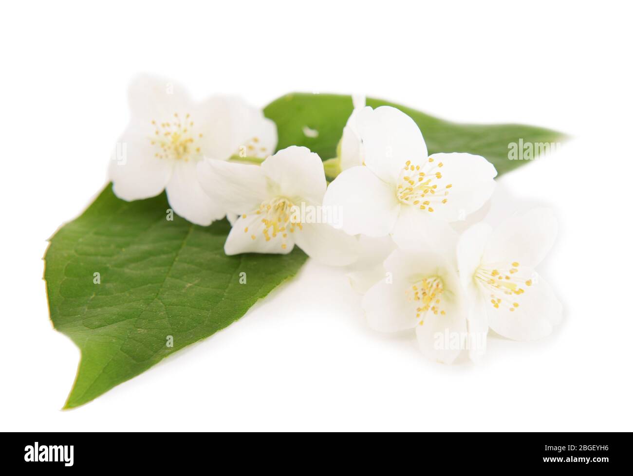 Beautiful jasmine flowers isolated on white Stock Photo - Alamy