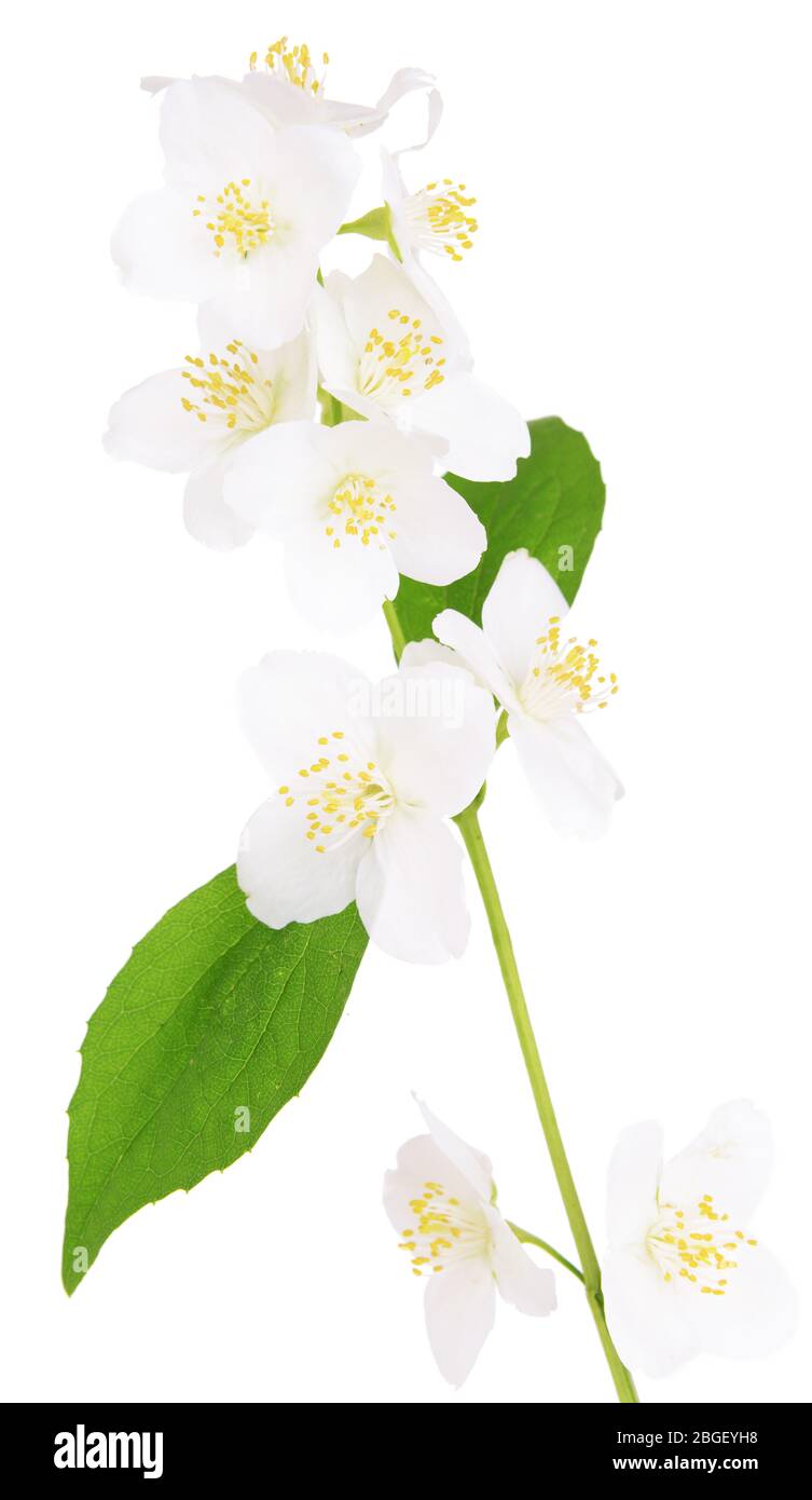 Beautiful jasmine flowers isolated on white Stock Photo - Alamy