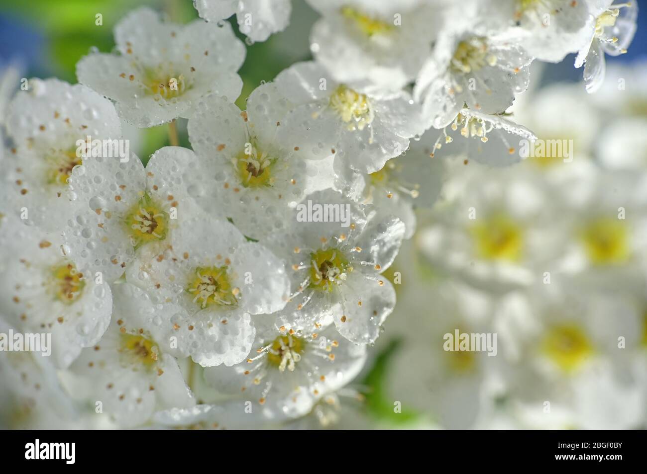 絵画 Reeves spirea Buy Reeves Bridal Wreath Spirea | FREE SHIPPING | Wilson