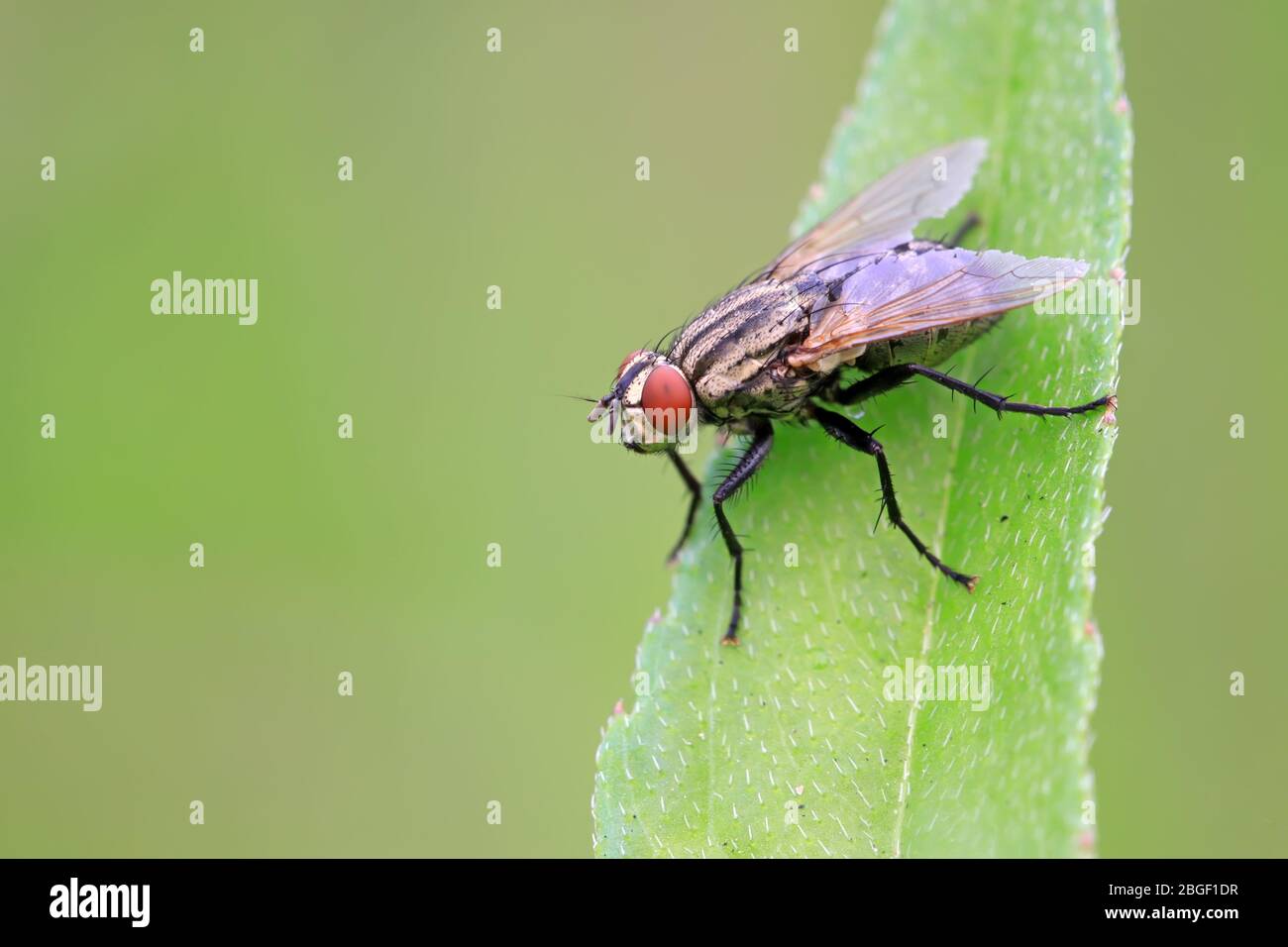 muscidae insects on the green leaf, in the natural wild state, Luannan ...