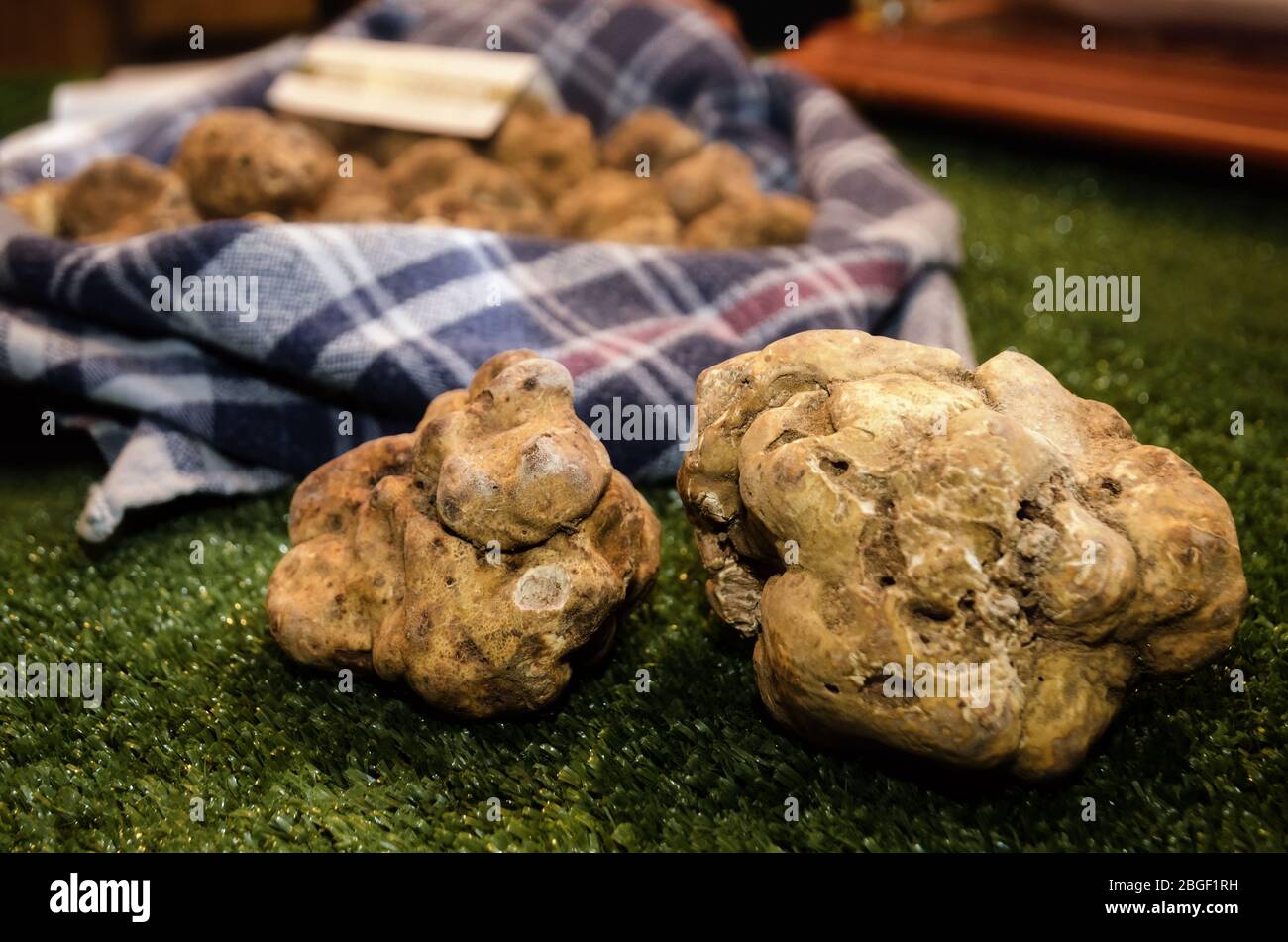White Truffles (Tuber Magnatum Pico) on a trader stall of the Fiera del Tartufo (Truffle Fair