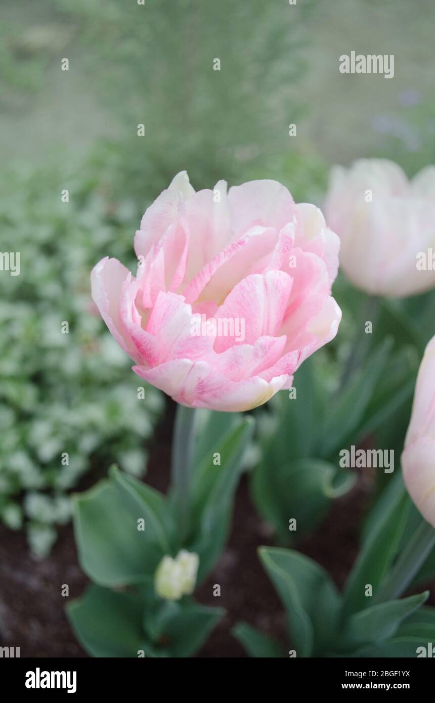 Double pink peony tulip in garden. Beautiful double pink tulip. Green blurred background with flowers Stock Photo
