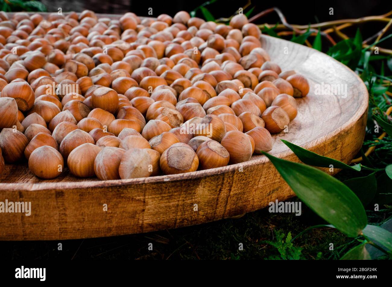 'Nocciola Piemonte Igp', also known as 'Tonda Gentile di Langa', hazelnut variety produced in piedmont (italy) Stock Photo