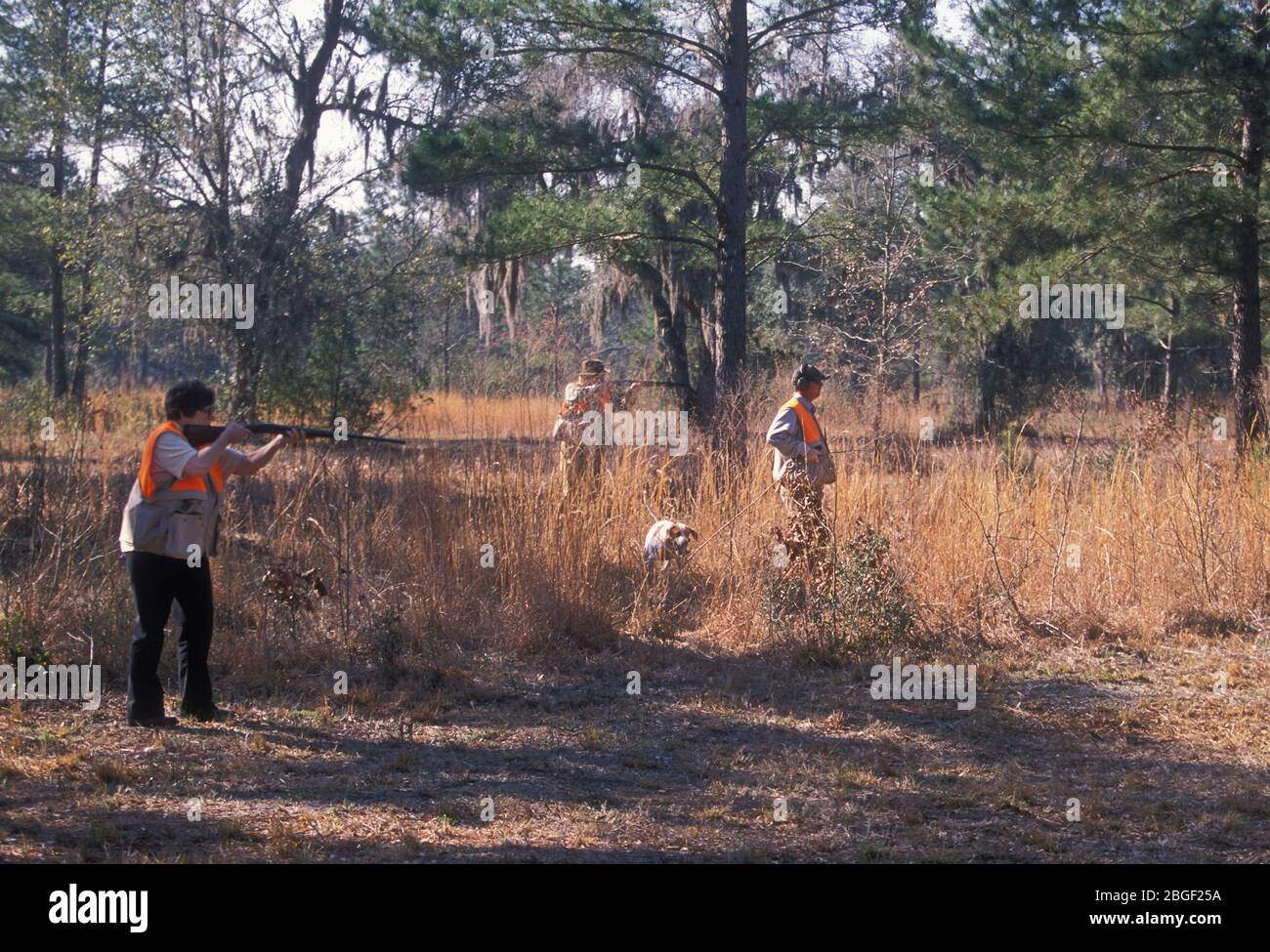 Quail shoot at Bray's Island Plantation Sheldon South Carolina USA 2002