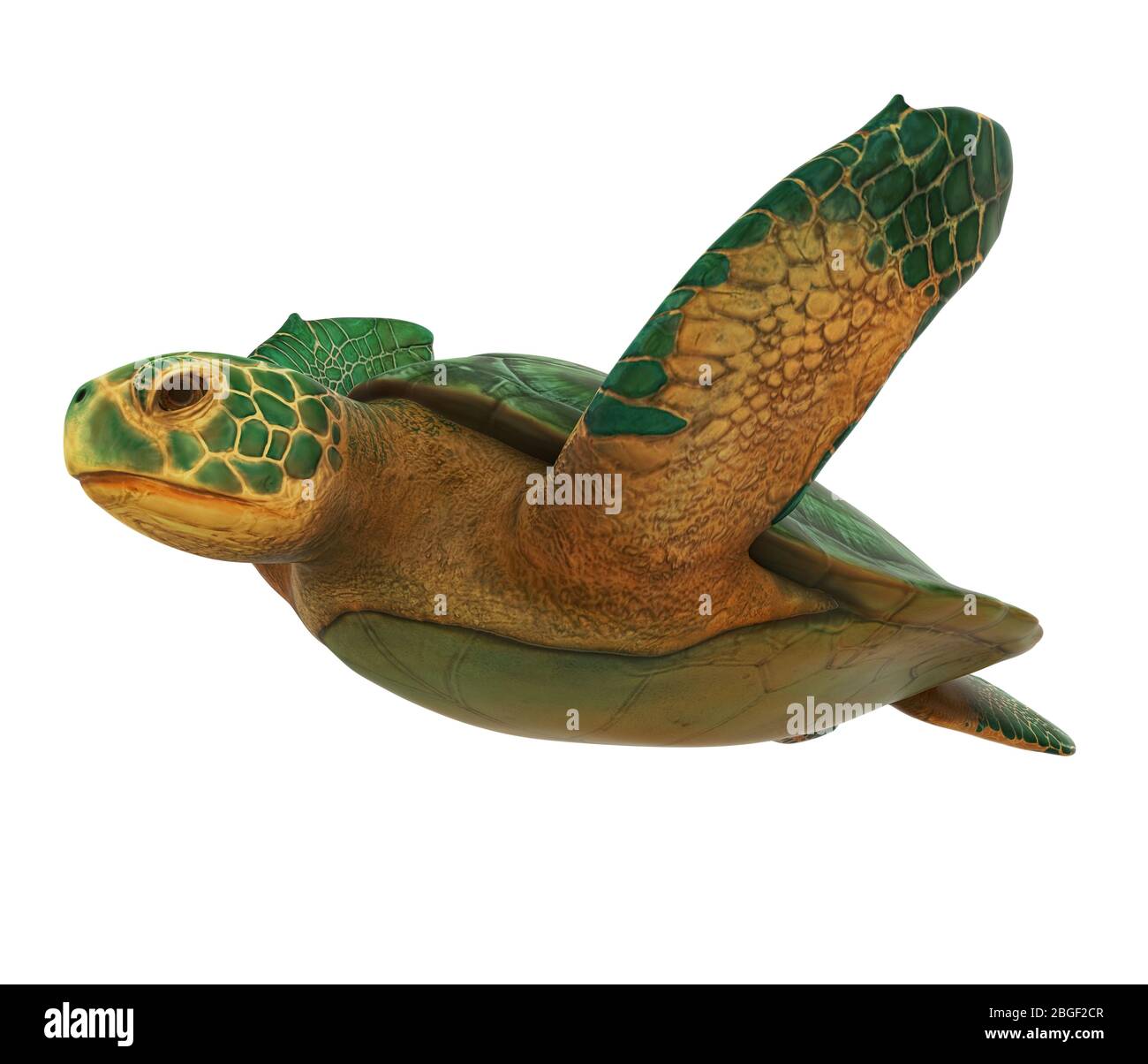 Sea Turtle Isolated Stock Photo - Alamy
