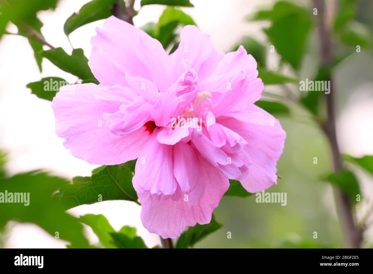 Unisexual families hires stock photography and images Alamy