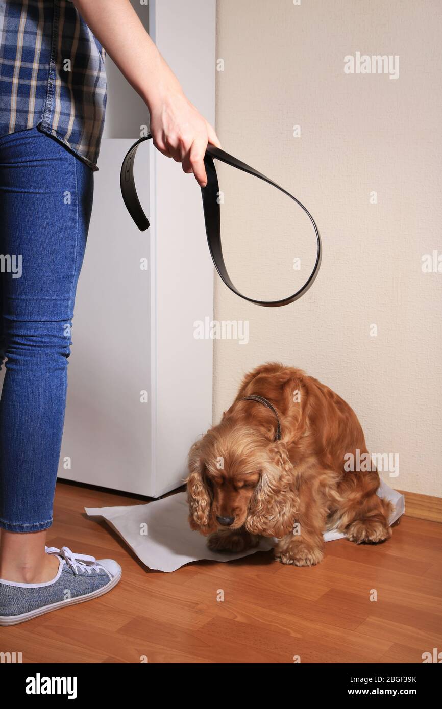 Cruel treatment with dog Stock Photo Alamy