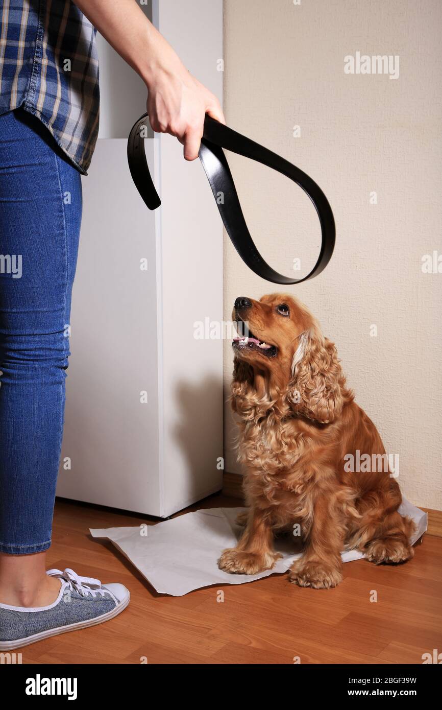 Cruel treatment with dog Stock Photo Alamy