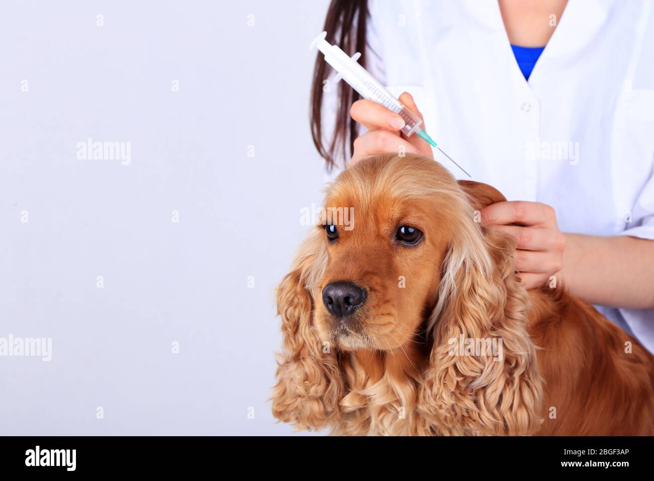 English cocker spaniel in veterinarian Stock Photo - Alamy