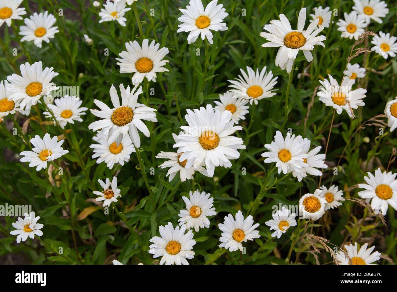 Beautiful park lots flowers hi-res stock photography and images - Alamy