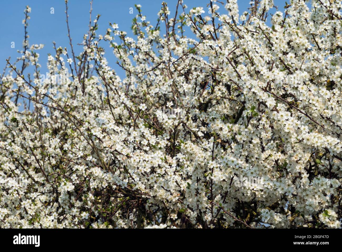 Blackthorn blossom in early April, East Garston, West Berkshire, England, United Kingdom, Europe Stock Photo