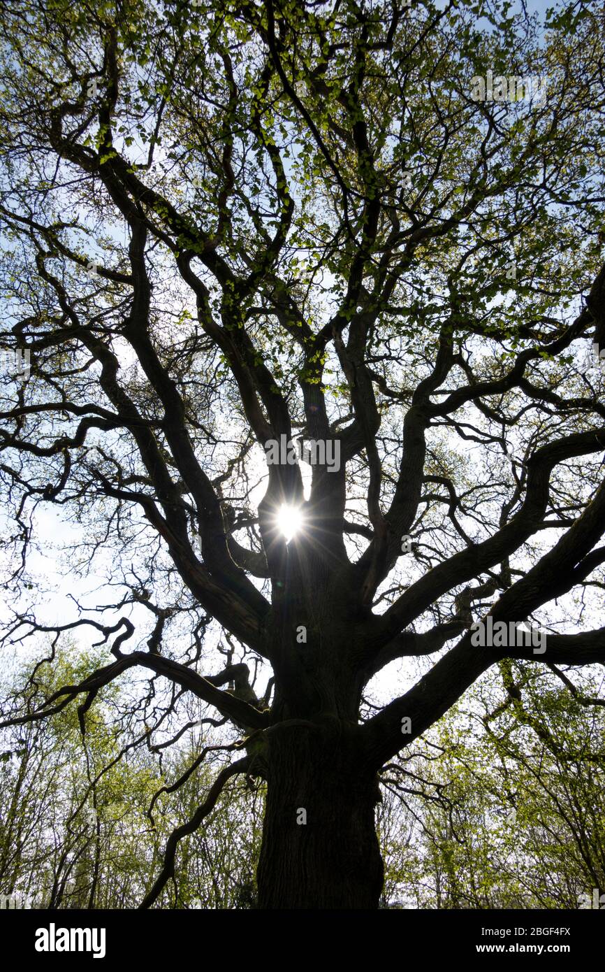 Branches and trunk of oak tree silhouetted with sunstar with early spring leaves, Newtown common, Newbury, Berkshire, England, UK Stock Photo