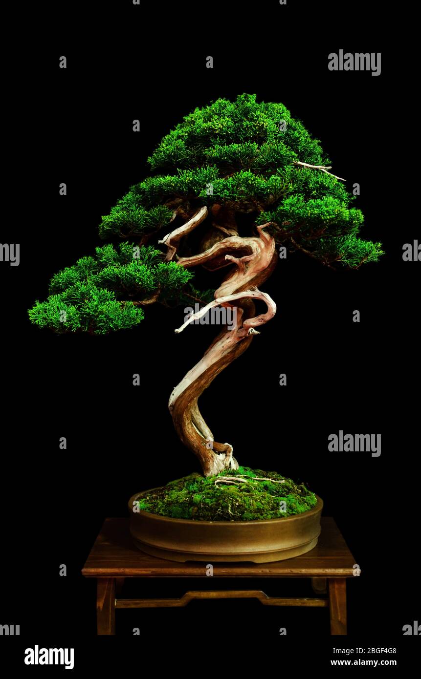 Traditional japanese bonsai (miniature tree) on a table with black  background Stock Photo - Alamy
