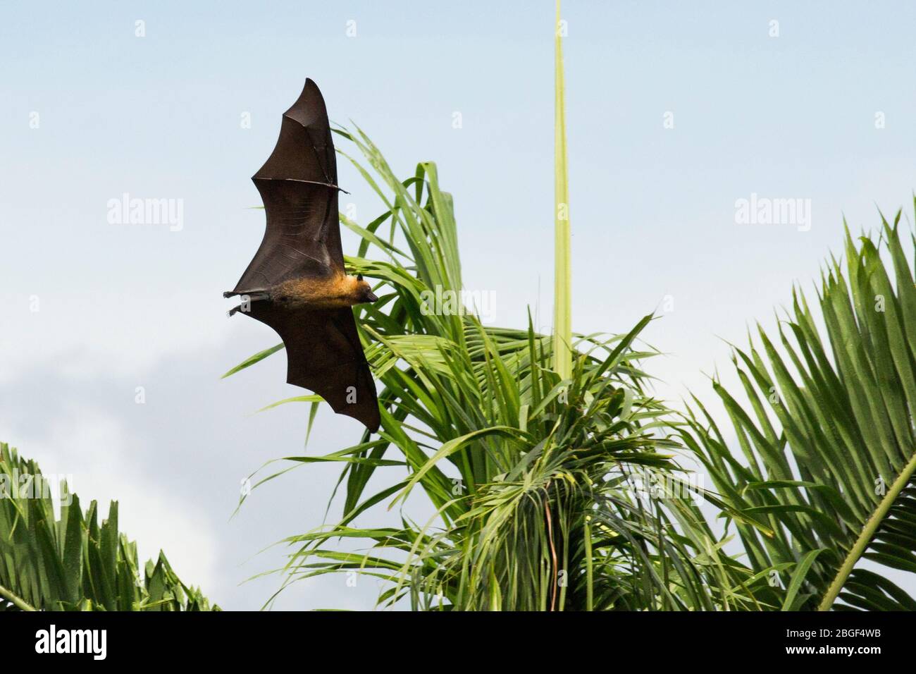 The Seychelles fruit bat or Seychelles flying fox (Pteropus seychellensis) is a megabat found on the granitic islands of Seychelles, and on the Comoro Stock Photo