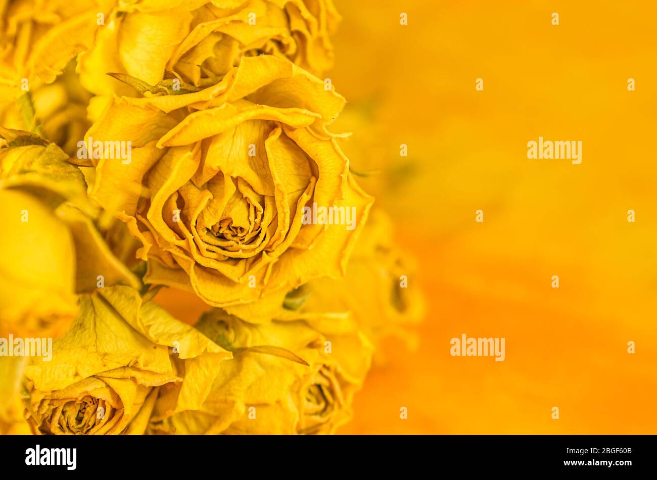 Dried yellow roses lying on yellow background and  copy space Stock Photo